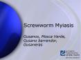 Screwworm Myiasis PowerPoint PPT Presentation