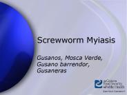 Screwworm Myiasis