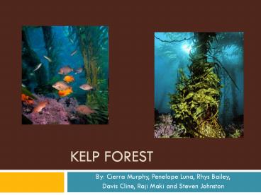 Kelp forest