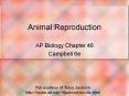 Animal Reproduction PowerPoint PPT Presentation