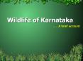 Wildlife of Karnataka PowerPoint PPT Presentation