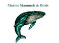 Marine Mammals & Birds PowerPoint PPT Presentation