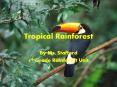 Tropical Rainforest By Ms. Stafford 4th Grade Rainforest PowerPoint PPT Presentation