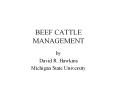 BEEF CATTLE MANAGEMENT PowerPoint PPT Presentation