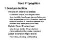 Seed Propagation PowerPoint PPT Presentation