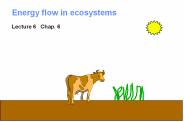 Energy flow in ecosystems