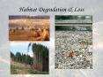 Habitat Degradation & Loss PowerPoint PPT Presentation