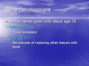 Bone Development Human bones grow until about age 2
