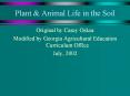 Plant & Animal Life in the Soil PowerPoint PPT Presentation