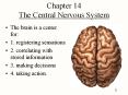 Chapter 14 The Central Nervous System PowerPoint PPT Presentation