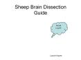 Sheep Brain Dissection Guide PowerPoint PPT Presentation
