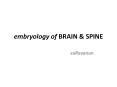 embryology of BRAIN PowerPoint PPT Presentation