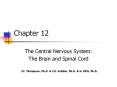 The Central Nervous System PowerPoint PPT Presentation