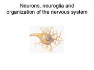 Neurons, neuroglia and organization of the nervous system