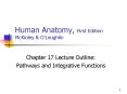 Human Anatomy, First Edition McKinley & O'Loughlin PowerPoint PPT Presentation