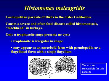 Histomonas meleagridis