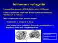 Histomonas meleagridis PowerPoint PPT Presentation