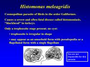 Histomonas meleagridis