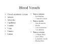 Blood Vessels PowerPoint PPT Presentation