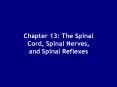 Chapter 13: The Spinal Cord, Spinal Nerves, and Spinal Reflexes PowerPoint PPT Presentation