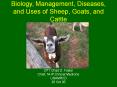Biology, Management, Diseases, and Uses of Sheep, Goats, and Cattle PowerPoint PPT Presentation
