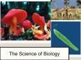 The Science of Biology PowerPoint PPT Presentation