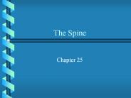 The Spine