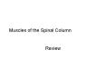 Muscles of the Spinal Column PowerPoint PPT Presentation