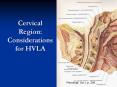 Cervical Region: Considerations for HVLA PowerPoint PPT Presentation