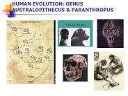 HUMAN EVOLUTION: GENUS AUSTRALOPITHECUS