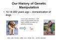 Our History of Genetic Manipulation PowerPoint PPT Presentation