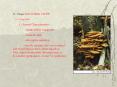 IV. Fungi KNOW RED STUFF PowerPoint PPT Presentation
