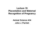 Lecture 19 Placentation and Maternal Recognition of Pregnancy
