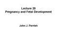 Lecture 20 Pregnancy and Fetal Development PowerPoint PPT Presentation