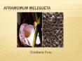 Aframomum melegueta PowerPoint PPT Presentation