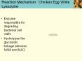 Reaction Mechanism: Chicken Egg White Lysozyme PowerPoint PPT Presentation