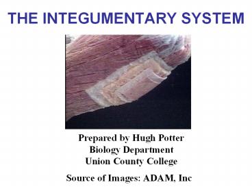 THE INTEGUMENTARY SYSTEM