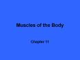 Muscles of the Body PowerPoint PPT Presentation