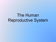 The Human Reproductive System