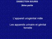DISSECTION SOURIS