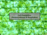 Cell Energetics: Photosynthesis