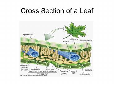 Cross Section of a Leaf