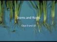 Stems and Roots PowerPoint PPT Presentation