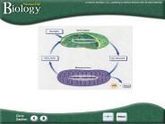 Prentice Hall Biology