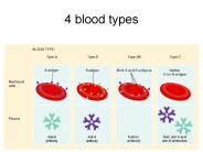 4 blood types