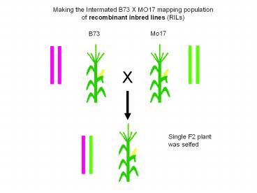 Making the Intermated B73 X MO17 mapping population