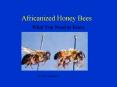 Africanized Honey Bees PowerPoint PPT Presentation