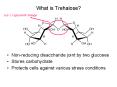 What is Trehalose? PowerPoint PPT Presentation