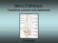 Nerve Pathways: Functions, Lesions and Adhesions PowerPoint PPT Presentation