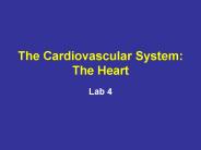The Cardiovascular System: The Heart